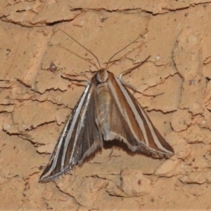 Hednota bivittella at Wanniassa, ACT - 25 Dec 2021