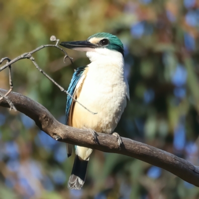 Todiramphus sanctus (Sacred Kingfisher) at Hackett, ACT - 24 Dec 2021 by jbromilow50