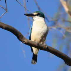 Todiramphus sanctus at Hackett, ACT - 24 Dec 2021 05:55 PM