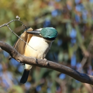 Todiramphus sanctus at Hackett, ACT - 24 Dec 2021 05:55 PM