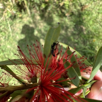 Hylaeus (Gnathoprosopis) amiculinus (Hylaeine colletid bee) at Murrumbateman, NSW - 24 Dec 2021 by SimoneC
