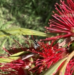 Hylaeus (Gnathoprosopis) amiculinus at Murrumbateman, NSW - 24 Dec 2021