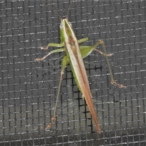 Conocephalomima barameda at Wanniassa, ACT - 25 Dec 2021 10:27 PM