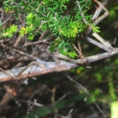 Archimantis latistyla (Stick Mantis, Large Brown Mantis) at Tinderry Mountains - 24 Dec 2021 by Harrisi