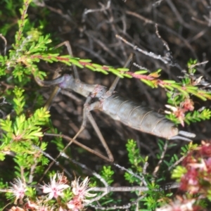 Archimantis latistyla at Tinderry, NSW - suppressed