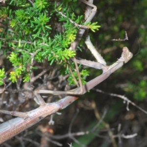 Archimantis latistyla at Tinderry, NSW - suppressed