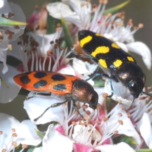 Castiarina octomaculata at Tinderry, NSW - suppressed