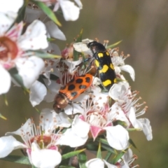 Castiarina octomaculata at Tinderry, NSW - 24 Dec 2021