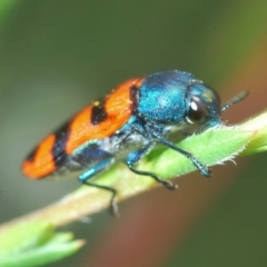 Castiarina crenata (Jewel beetle) at Molonglo Valley, ACT - 25 Dec 2021 by Harrisi