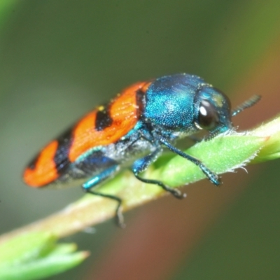 Castiarina crenata (Jewel beetle) at Molonglo Valley, ACT - 25 Dec 2021 by Harrisi