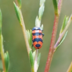 Castiarina crenata at Molonglo Valley, ACT - 25 Dec 2021 02:24 PM