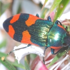 Castiarina supergrata (A jewel beetle) at Tinderry, NSW - 24 Dec 2021 by Harrisi