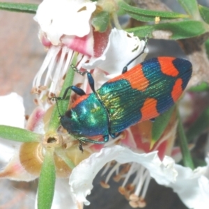 Castiarina supergrata at Tinderry, NSW - suppressed