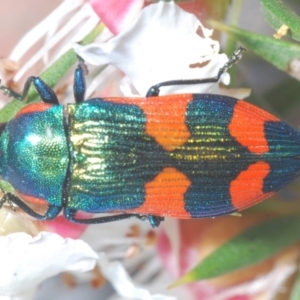 Castiarina supergrata at Tinderry, NSW - suppressed