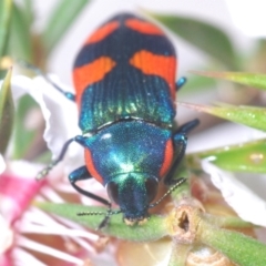 Castiarina supergrata at Tinderry, NSW - suppressed