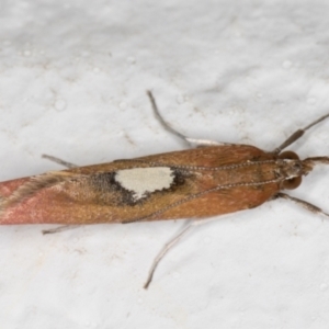 Canuza euspilella at Melba, ACT - 25 Dec 2021