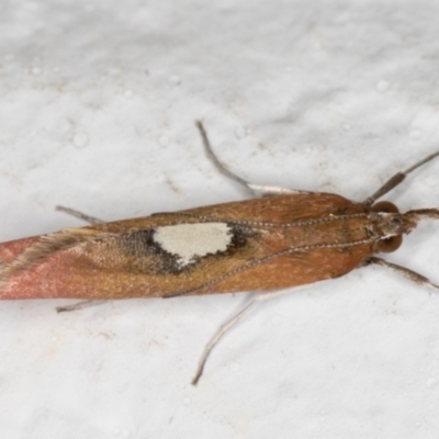 Canuza euspilella (A Crambid moth) at Melba, ACT - 25 Dec 2021 by kasiaaus
