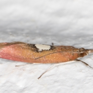 Canuza euspilella at Melba, ACT - 25 Dec 2021