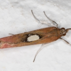 Canuza euspilella at Melba, ACT - 25 Dec 2021