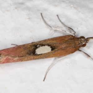 Canuza euspilella at Melba, ACT - 25 Dec 2021