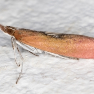 Canuza euspilella at Melba, ACT - 25 Dec 2021