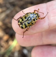 Neorrhina punctata (Spotted flower chafer) at Kings Point, NSW - 24 Dec 2021 by YellowButton