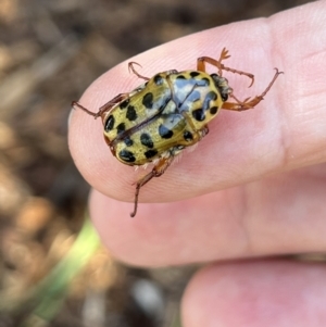 Neorrhina punctata at Kings Point, NSW - 25 Dec 2021