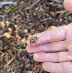 Neorrhina punctata at Kings Point, NSW - 25 Dec 2021