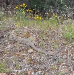 Varanus rosenbergi (Heath or Rosenberg's Monitor) at Cotter Reserve - 23 Dec 2021 by rangerstacey