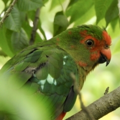 Alisterus scapularis (Australian King-Parrot) at Burradoo, NSW - 24 Dec 2021 by GlossyGal