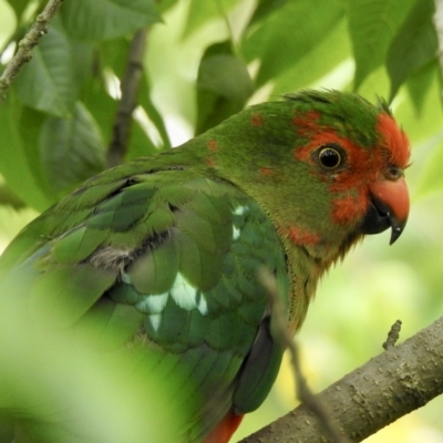 Alisterus scapularis (Australian King-Parrot) at Burradoo - 24 Dec 2021 by GlossyGal