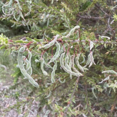 Acacia paradoxa (Kangaroo Thorn) at Mount Ainslie - 7 Dec 2021 by JaneR