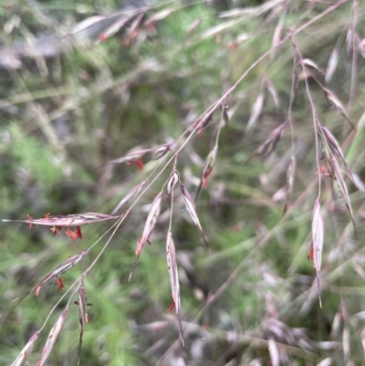 Rytidosperma pallidum (Red-anther Wallaby Grass) at Mount Ainslie - 7 Dec 2021 by JaneR