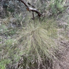 Rytidosperma pallidum at Campbell, ACT - 7 Dec 2021