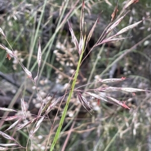 Rytidosperma pallidum at Campbell, ACT - 7 Dec 2021 04:31 PM