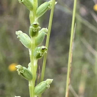 Microtis unifolia (Common Onion Orchid) at Mount Majura - 4 Dec 2021 by JaneR