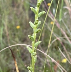 Microtis unifolia at Hackett, ACT - suppressed