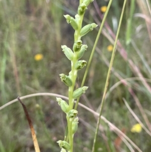 Microtis unifolia at Hackett, ACT - 4 Dec 2021