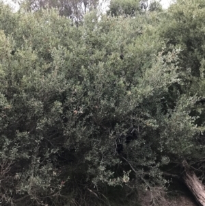 Leptospermum laevigatum at Ventnor, VIC - 15 Dec 2021