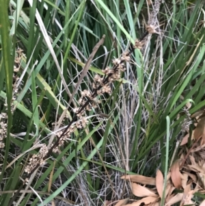 Lomandra longifolia at Ventnor, VIC - 15 Dec 2021 08:11 PM