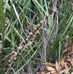 Lomandra longifolia at Ventnor, VIC - 15 Dec 2021