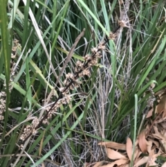 Lomandra longifolia (Spiny-headed Mat-rush, Honey Reed) at Ventnor, VIC - 15 Dec 2021 by Tapirlord