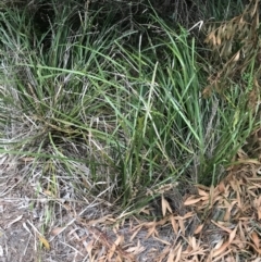 Lomandra longifolia at Ventnor, VIC - 15 Dec 2021