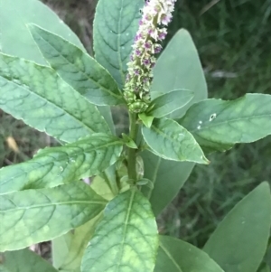 Phytolacca octandra at Ventnor, VIC - 15 Dec 2021