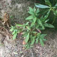 Phytolacca octandra at Ventnor, VIC - 15 Dec 2021 08:12 PM