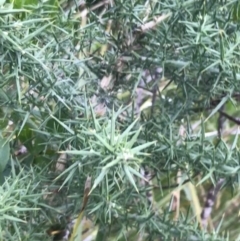 Ulex europaeus at Ventnor, VIC - 15 Dec 2021