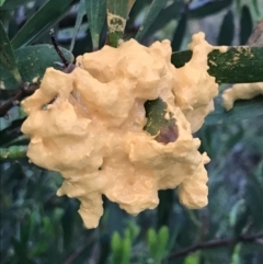 Unidentified Cup or disk - with no 'eggs' at Ventnor, VIC - 15 Dec 2021 by Tapirlord