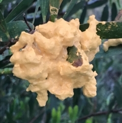 Unidentified Fungus (TBC) at Ventnor, VIC - 15 Dec 2021 by Tapirlord