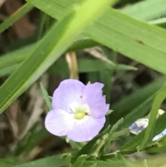 Veronica gracilis (Slender Speedwell) at Ventnor, VIC - 15 Dec 2021 by Tapirlord