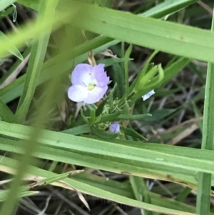 Veronica gracilis at Ventnor, VIC - 15 Dec 2021 08:20 PM